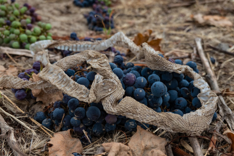 grapes and a rattlesnake skin, sit on the dirt in a vineyard.