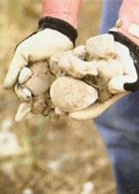 A hand holding rocks